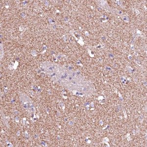 Anti-GPR176 antibody produced in rabbit 