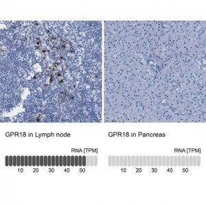 Anti-GPR18 antibody produced in rabbit 