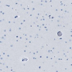 Anti-GPR18 antibody produced in rabbit 