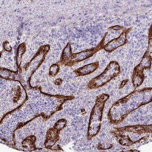 Anti-GPR182 antibody produced in rabbit 