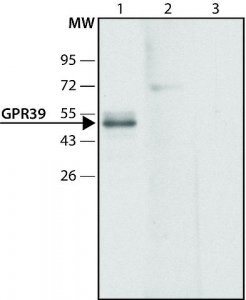 Anti-GPR39 (C-terminal region) antibody produced in rabbit 