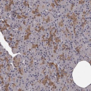 Anti-GPR78 antibody produced in rabbit 