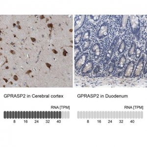 Anti-GPRASP2 antibody produced in rabbit 