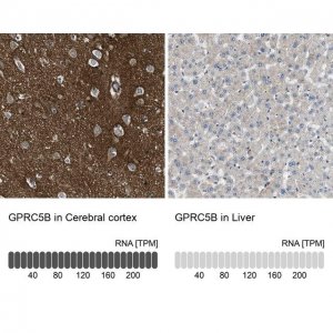 Anti-GPRC5B antibody produced in rabbit 