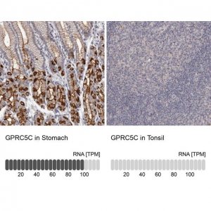Anti-GPRC5C antibody produced in rabbit 