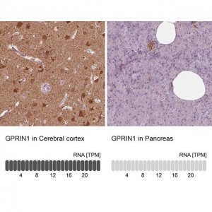 Anti-GPRIN1 antibody produced in rabbit 
