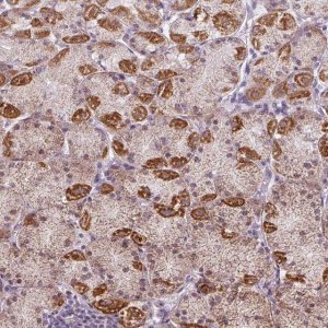 Anti-GPT2 antibody produced in rabbit 
