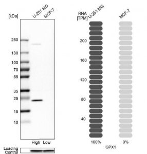 Anti-GPX1 antibody produced in rabbit 