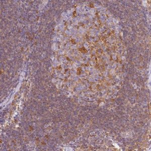 Anti-GPX1 antibody produced in rabbit 