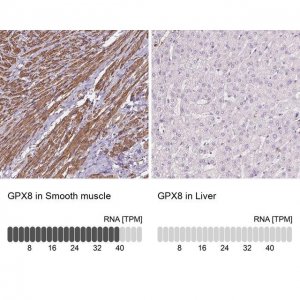 Anti-GPX8 antibody produced in rabbit 