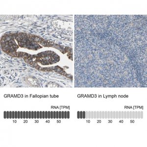 Anti-GRAMD3 antibody produced in rabbit HPA009678-100UL