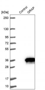 Anti-GRAP antibody produced in rabbit 