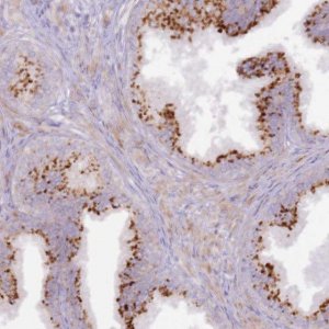 Anti-GRAP antibody produced in rabbit 