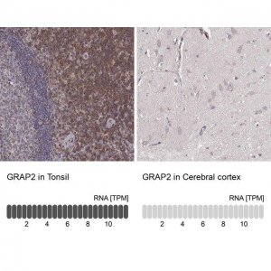 Anti-GRAP2 antibody produced in rabbit 