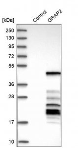 Anti-GRAP2 antibody produced in rabbit 