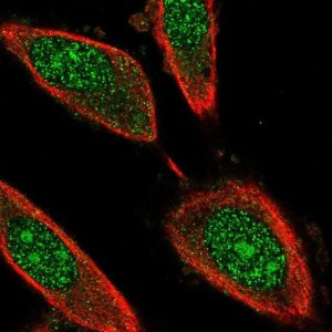 Anti-GRB2 antibody produced in rabbit 