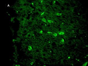 Anti-Green Fluorescent Protein Antibody, clone 4I10, ZooMAb Rabbit Monoclonal 