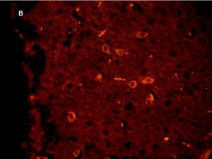 Anti-Green Fluorescent Protein Antibody, clone 4I10, ZooMAb Rabbit Monoclonal 
