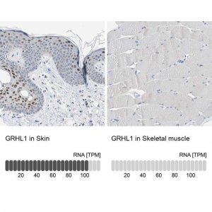 Anti-GRHL1 antibody produced in rabbit 