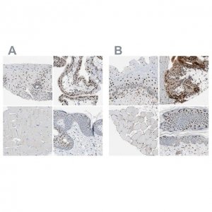 Anti-GRHL1 antibody produced in rabbit 