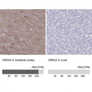 Anti-GRIA2 antibody produced in rabbit 