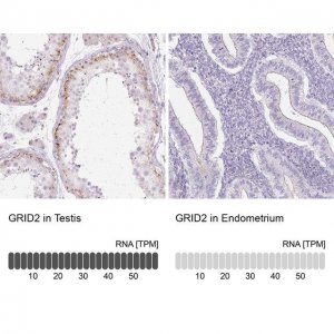 Anti-GRID2 antibody produced in rabbit 