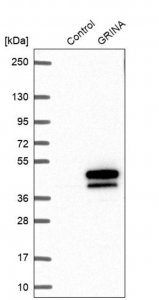 Anti-GRINA antibody produced in rabbit 