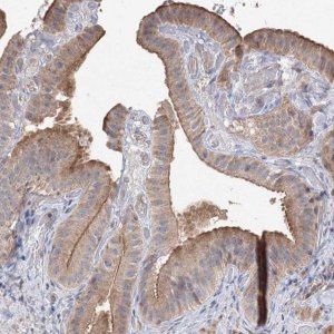 Anti-GRINA antibody produced in rabbit 