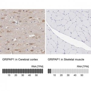 Anti-GRIPAP1 antibody produced in rabbit 
