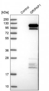 Anti-GRIPAP1 antibody produced in rabbit 