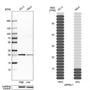 Anti-GRPEL1 antibody produced in rabbit 