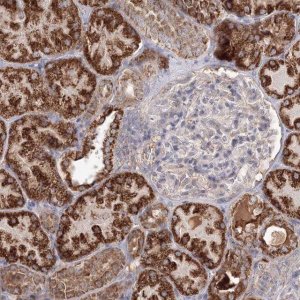 Anti-GRPEL1 antibody produced in rabbit 