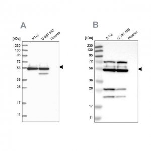 Anti-GRSF1 antibody produced in rabbit 