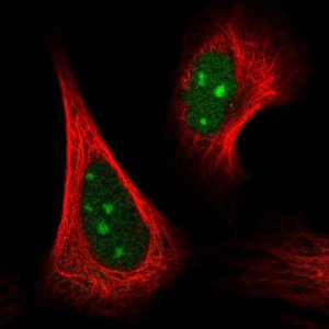 Anti-GRWD1 antibody produced in rabbit 