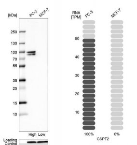 Anti-GSPT2 antibody produced in rabbit 