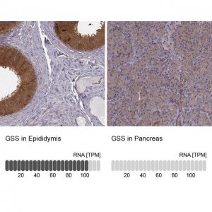 Anti-GSS antibody produced in rabbit HPA059315-100UL