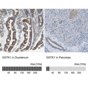 Anti-GSTK1 antibody produced in rabbit 