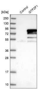 Anti-GTF2F1 antibody produced in rabbit 