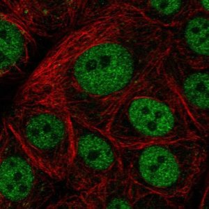 Anti-GTF3C5 antibody produced in rabbit 