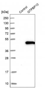 Anti-GTPBP10 antibody produced in rabbit HPA021076-100UL