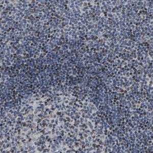 Anti-GTPBP10 antibody produced in rabbit HPA021076-100UL