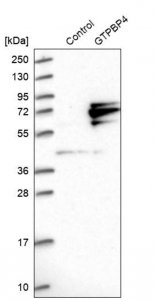 Anti-GTPBP4 antibody produced in rabbit 