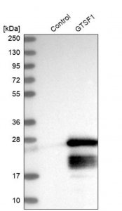 Anti-GTSF1 antibody produced in rabbit 
