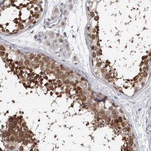 Anti-GTSF1 antibody produced in rabbit 