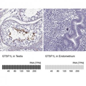 Anti-GTSF1L antibody produced in rabbit 