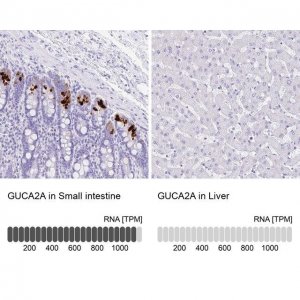 Anti-GUCA2A antibody produced in rabbit 