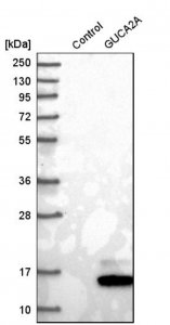 Anti-GUCA2A antibody produced in rabbit 
