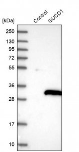 Anti-GUCD1 antibody produced in rabbit HPA022786-100UL