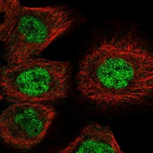 Anti-GUCD1 antibody produced in rabbit HPA022786-100UL