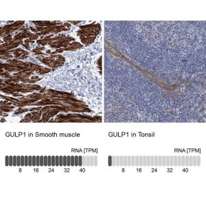 Anti-GULP1 antibody produced in rabbit 